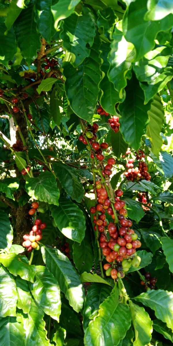 Cà phê hạt rang Robusta Java - 500 gram