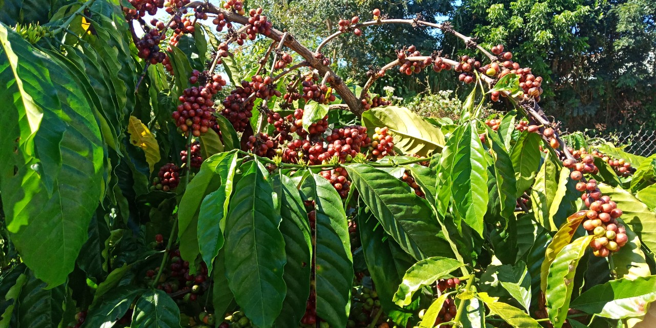 Cà phê rang xay Robusta Java - Loại 1 - 500 gram